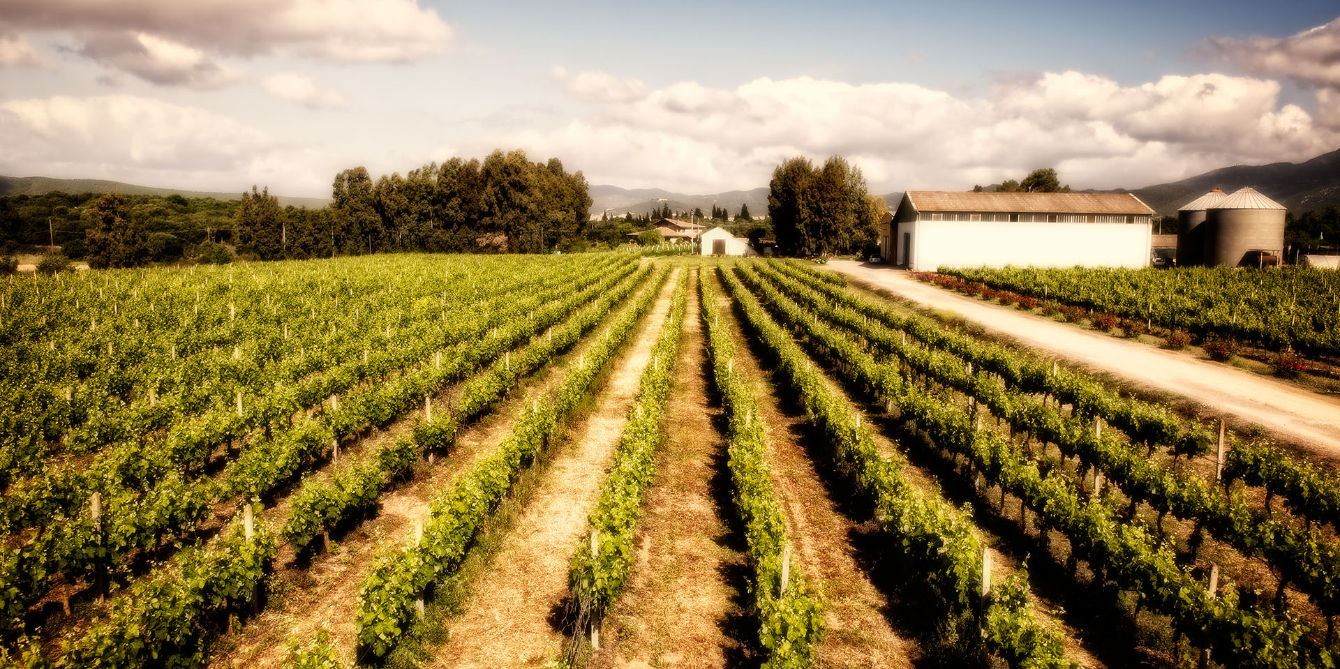 Vigna Cantine Aru Winery